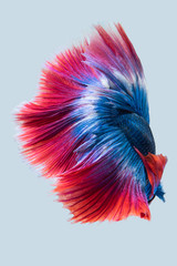 Wall Mural - Blue red siamese fighting fish, betta fish isolated on gray background