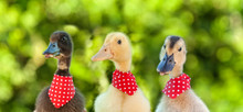 Cute Ducklings In A Row Looking At The Camera - Closeup