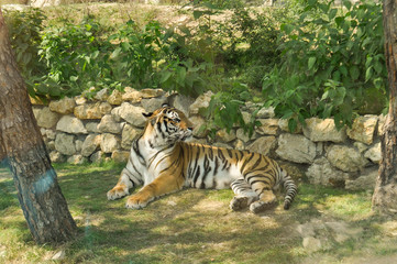 tiger at the zoo