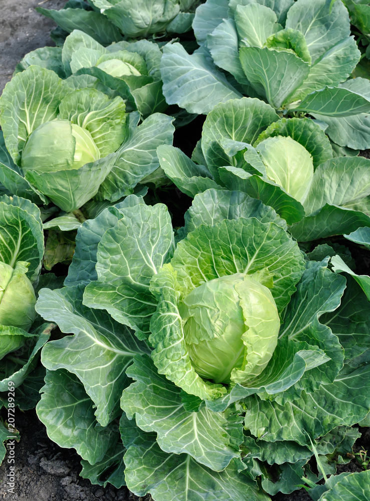 close-up of organically cultivated cabbage plantation in the vegetable garden,vertical composition - obrazy, fototapety, plakaty 