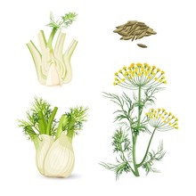 Fennel Flowering Plant Perennial Herb With Yellow Flowers, Feathery Leaves