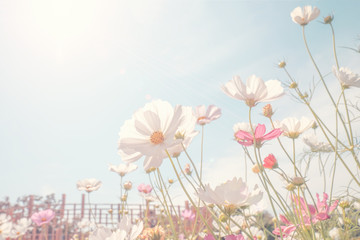 Wall Mural - vintage tone beautiful cosmos flower in the field