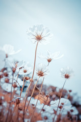 Wall Mural - vintage tone beautiful cosmos flower in the field