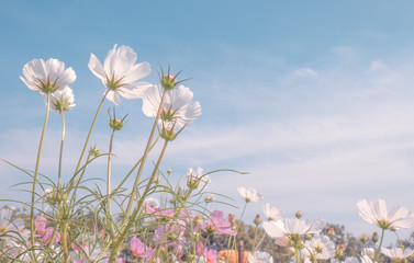 Wall Mural - vintage tone beautiful cosmos flower in the field