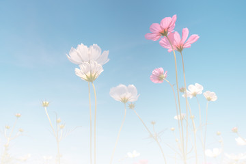 Wall Mural - vintage tone beautiful cosmos flower in the field