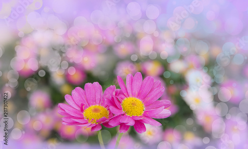 macro de unas flores en el campo