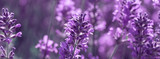 banner field lavender morning summer blur background
