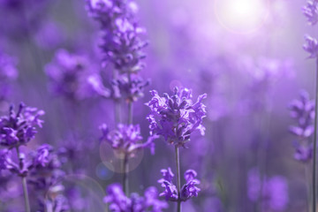 Canvas Print - field lavender morning summer