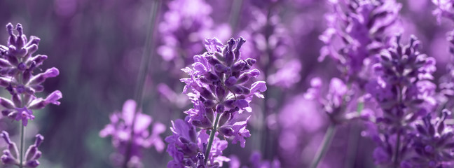Wall Mural - banner field lavender morning summer blur background