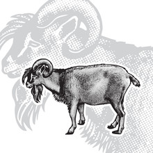 Goat Male - Realistic Black And White Vector Illustration. Cute Farm Animal Image In Profile In Engraving Style. Portrait Side View, Graphic Design Element For Logo Or Template.