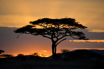 Umbrella thorn acacia in the Serengeti during sunrise