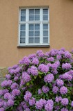 Fototapeta Kwiaty - Rhododendron blüht rosa vor Hausfassade mit Fenster