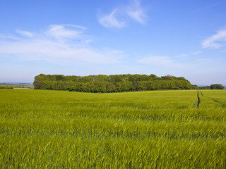 Wall Mural - mixed woodland copse and barley