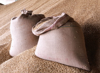 Sack of wheat grains, two side by side