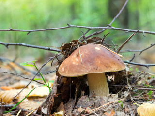 Wall Mural - white mushroom in the forest. Edible mushroom on forest cone pollen