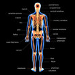 3d illustration of human skeleton anatomy 