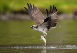 Fototapeta Zachód słońca - Osprey Fishing 