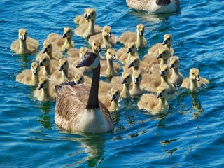 Canvas Print - Canadian Geese