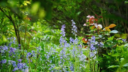 Wall Mural - Wild Garden