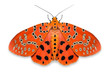 Crotalaria Podborer (Mangina argus) moth