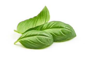 Sweet basil herb leaves bunch isolated on white background