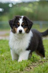 Wall Mural - Australian Shepherd Welpe steht aufmerksam in einer Wiese