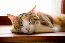 寝てるネコ, Calico Cat Sleeping Peacefully 