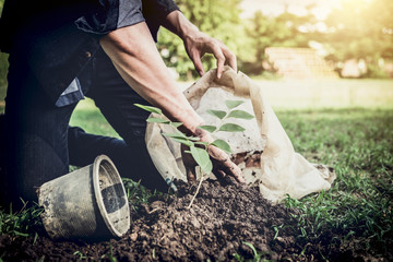 Young man planting the tree in the garden as earth day and save world concept, nature, environment and ecology