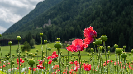 field of poppies