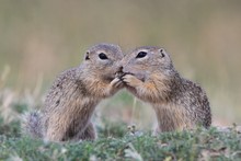 Little European Ground Squirrel Sitting In The Grass. (Spermophilus Citellus). Two Young Ground Squirrel Are Kissing. Wildlife Scene From Nature.