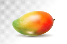3D Realistic Orange Red Green Mango On Transparent Background, Mesh Vector Illustration.