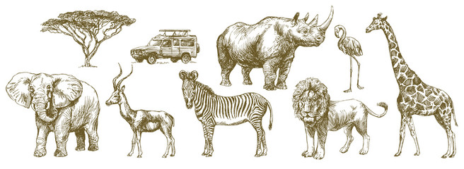 African safari animal. Hand drawn set.