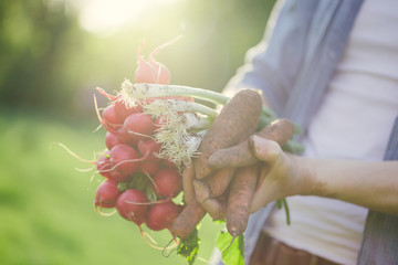 Wall Mural - Young gardener holding fresh harvest radish