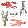Crayfish.Hand drawn vector illustration, isolated  elements for design on white background.
