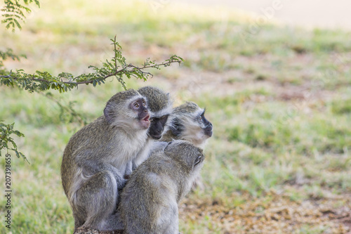 Photo Group of 4 Vervet Monkies sitting on a rock looking curious