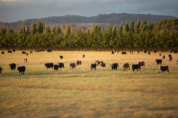 Wall Mural - Beef cattle in pasture at sunset