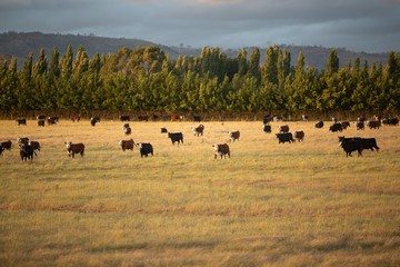 Wall Mural - Beef cattle in pasture at sunset