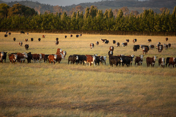 Wall Mural - Beef cattle in pasture at sunset