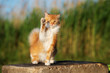 adorable red and white cat waves his paw 