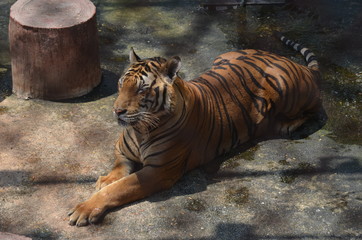 Canvas Print - tiger