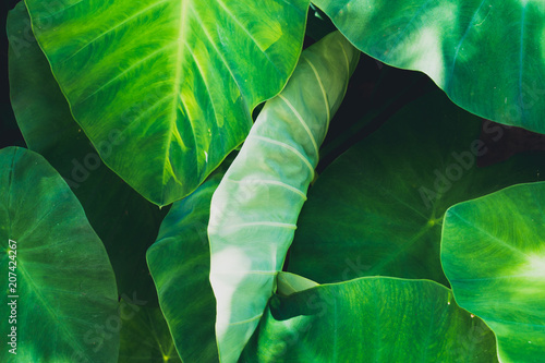 Tropical Green Leaves Nature Background Buy This Stock