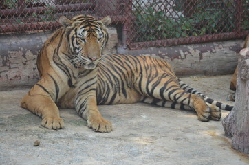 Canvas Print - tiger