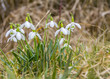 © PRILL Mediendesign - snowdrop flowers