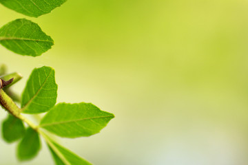 Wall Mural - green leaves