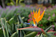 Paradise Flower (Strelitzia), one of the most representive in Madeira Island. Portugal.