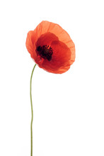 Bright Red Poppy Flower Isolated On White