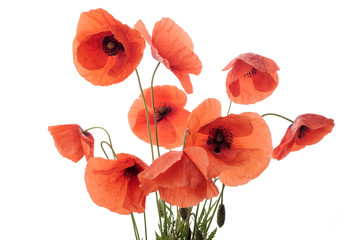 Poster - Red poppy flowers in a row on white.