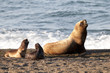 Mother and baby sea lion, Patagonia