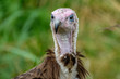 Portrait of a Hooded Vulture