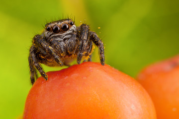 Wall Mural - Jumping spider sticked with yellow pollen sitting on the orange ashberry